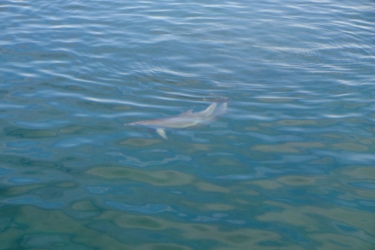 Dolphin at Nelson Bay